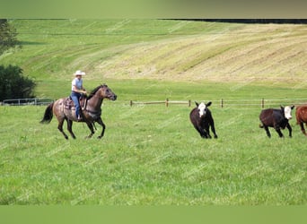 American Quarter Horse, Gelding, 11 years, 15 hh, Grullo