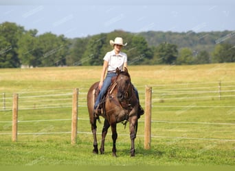 American Quarter Horse, Gelding, 11 years, 15 hh, Grullo