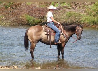 American Quarter Horse, Gelding, 11 years, 15 hh, Grullo