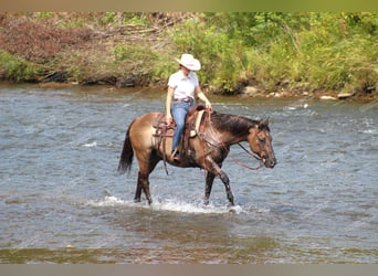 American Quarter Horse, Gelding, 11 years, 15 hh, Grullo