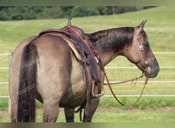 American Quarter Horse, Gelding, 11 years, 15 hh, Grullo