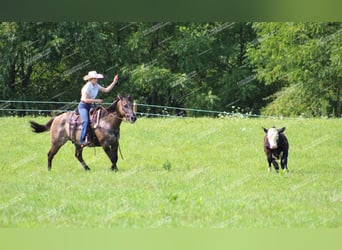 American Quarter Horse, Gelding, 11 years, 15 hh, Grullo