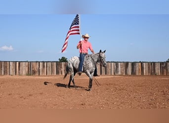 American Quarter Horse, Gelding, 11 years, 15 hh, Leopard-Piebald