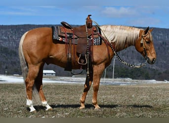 American Quarter Horse, Gelding, 11 years, 15 hh, Palomino