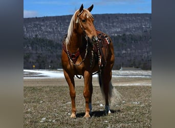 American Quarter Horse, Gelding, 11 years, 15 hh, Palomino