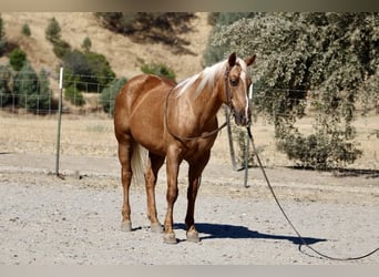 American Quarter Horse, Gelding, 11 years, 15 hh, Palomino