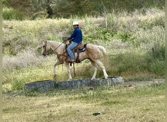 American Quarter Horse, Gelding, 11 years, 15 hh, Palomino