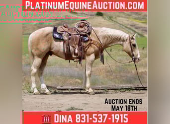 American Quarter Horse, Gelding, 11 years, 15 hh, Palomino