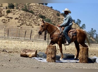 American Quarter Horse, Gelding, 11 years, 15 hh, Palomino