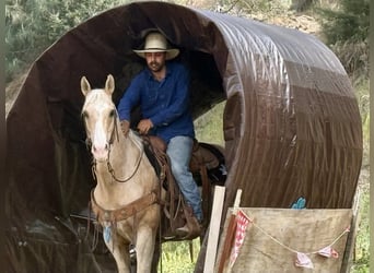 American Quarter Horse, Gelding, 11 years, 15 hh, Palomino