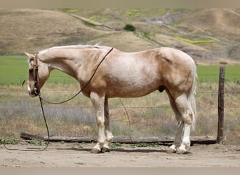 American Quarter Horse, Gelding, 11 years, 15 hh, Palomino
