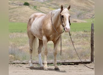 American Quarter Horse, Gelding, 11 years, 15 hh, Palomino
