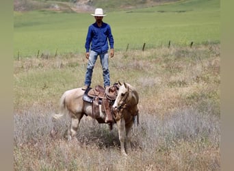 American Quarter Horse, Gelding, 11 years, 15 hh, Palomino