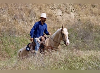 American Quarter Horse, Gelding, 11 years, 15 hh, Palomino