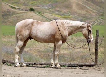 American Quarter Horse, Gelding, 11 years, 15 hh, Palomino