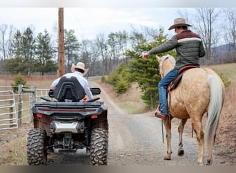American Quarter Horse, Gelding, 11 years, 15 hh