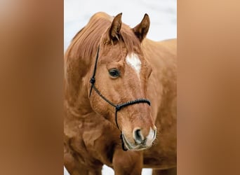 American Quarter Horse, Gelding, 11 years, 15 hh, Red Dun