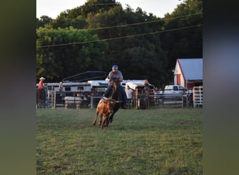 American Quarter Horse, Gelding, 11 years, 15 hh, Roan-Bay