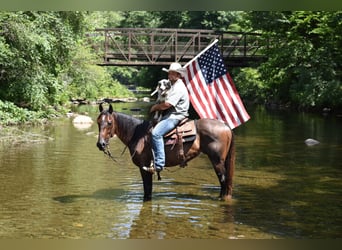 American Quarter Horse, Gelding, 11 years, 15 hh, Roan-Bay