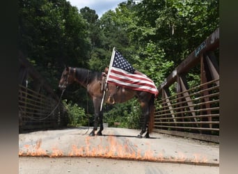 American Quarter Horse, Gelding, 11 years, 15 hh, Roan-Bay