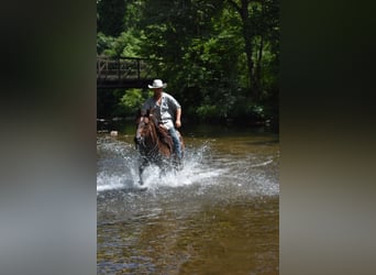 American Quarter Horse, Gelding, 11 years, 15 hh, Roan-Bay