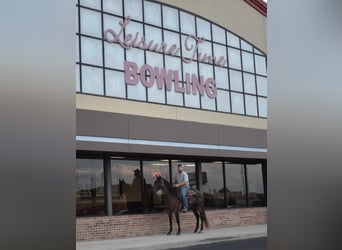 American Quarter Horse, Gelding, 11 years, 15 hh, Roan-Bay