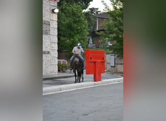American Quarter Horse, Gelding, 11 years, 15 hh, Roan-Bay