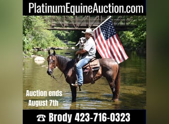 American Quarter Horse, Gelding, 11 years, 15 hh, Roan-Bay