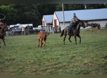 American Quarter Horse, Gelding, 11 years, 15 hh, Roan-Bay