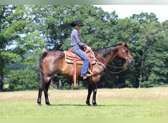 American Quarter Horse, Gelding, 11 years, 15 hh, Roan-Bay