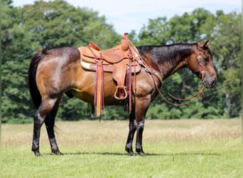 American Quarter Horse, Gelding, 11 years, 15 hh, Roan-Bay