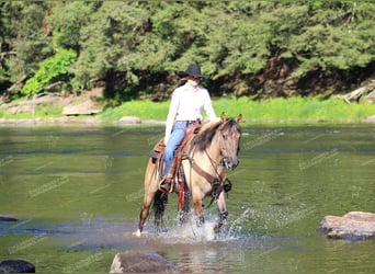 American Quarter Horse, Gelding, 11 years, 15 hh, Roan-Bay