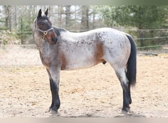 American Quarter Horse, Gelding, 11 years, 15 hh, Roan-Bay