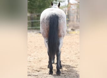 American Quarter Horse, Gelding, 11 years, 15 hh, Roan-Bay