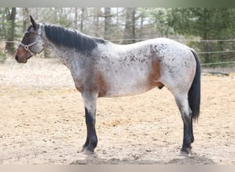 American Quarter Horse, Gelding, 11 years, 15 hh, Roan-Bay