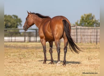 American Quarter Horse, Gelding, 11 years, 15 hh, Roan-Bay