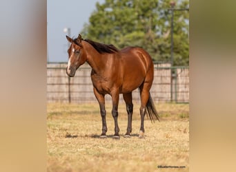 American Quarter Horse, Gelding, 11 years, 15 hh, Roan-Bay