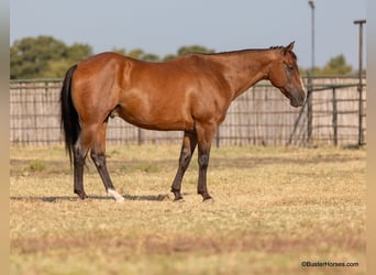 American Quarter Horse, Gelding, 11 years, 15 hh, Roan-Bay