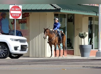 American Quarter Horse, Gelding, 11 years, 15 hh, Roan-Bay