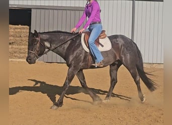American Quarter Horse, Gelding, 11 years, 15 hh, Roan-Blue