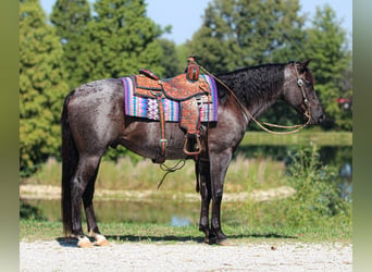 American Quarter Horse, Gelding, 11 years, 15 hh, Roan-Blue
