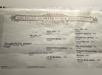 American Quarter Horse, Gelding, 11 years, 15 hh, Roan-Blue