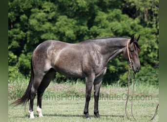 American Quarter Horse, Gelding, 11 years, 15 hh, Roan-Blue