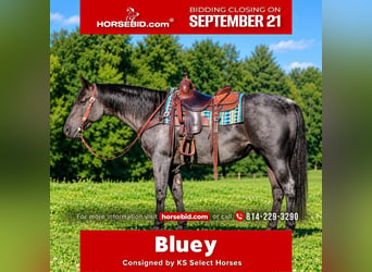 American Quarter Horse, Gelding, 11 years, 15 hh, Roan-Blue