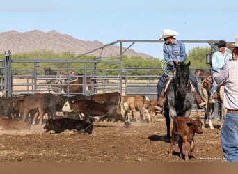 American Quarter Horse, Gelding, 11 years, 15 hh, Roan-Blue