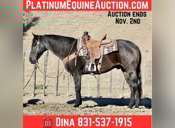 American Quarter Horse, Gelding, 11 years, 15 hh, Roan-Blue