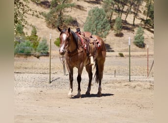 American Quarter Horse, Gelding, 11 years, 15 hh, Roan-Red
