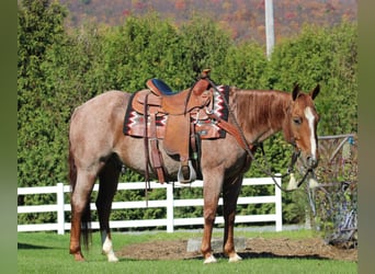 American Quarter Horse, Wallach, 11 Jahre, 15 hh, Roan-Red