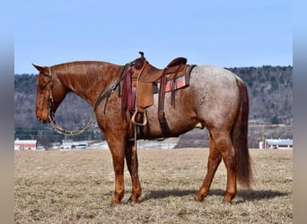 American Quarter Horse, Gelding, 11 years, 15 hh, Roan-Red