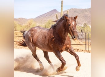 American Quarter Horse, Gelding, 11 years, 15 hh, Roan-Red